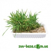 Trixie Cat Grass